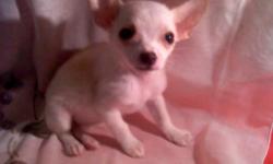 Chihuahua puppy a teacup she is 11 wks, white and cream with dark eyes, and very small but big personality!! she is ckc reg., and comes with a puppy kit and a health guarantee also has shots and wormings.
calls only no emails! Thank you!
724-980-3943