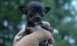 CARRIAGETOWN TOP BREEDER AWARD CHIHUAHUAS
EXRTA SMALL BABY BORN 6/23/11 TAKING DEPOSIT OF $250.00
PARENTS ON SIGHT AKC DAD & CKC MOM
PUPPIE VET LETTER OF GOOD HEALTH, PUPPIE PACK, ALL SHOT AND RECORDS,
DELIVERY AVAILABLE
CALL NOW 434 372 4144