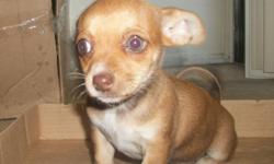 8 week old Chihuahua Puppies. Purebred and VERY cute!
2 boys and 1 girl
Asking 150
call or text 602-413-0802