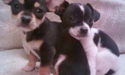 Were 7 weeks old, were loving towards others, love children and other dogs. Were Chihuahua/ boston terrier mix. they'll get not even bigger than a Chihuahua. We need a good home, take us! *do have all there shots!