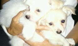 Available now! Two chihuahua/shnauzers puppies for sell. Bigger male weights 3.9lbs looks more like dad-shnauzer, creamy color with brown/tan markings. Smaller brother weights 2.7 lbs looks more chihuahua like mom-all creamy color. Would like for brothers