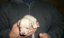 chihuahua puppies ready for rehomeing have had 2 shots & dewormed twice call () - or email love2944@live.com