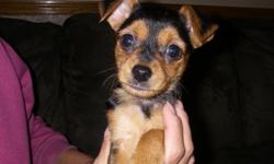 I have a adorable 1/2 Chihuahua, 1/2 Yorkshire Terrier female pup for sale. She is 8 weeks old and very friendly, outgoing & smart. She is colored like a Yorkie but looks like a chihuahua. Has 1st shots, been dewormed and is puppy pad trained. she has a