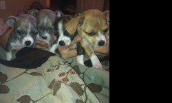 chihuahuas for sale 1 female and 3 males for more information call me at