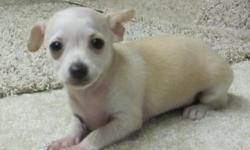 We have very sweet chihuahuas for sale in the South Florida near Miami and Ft Lauderdale areas. GREAT UNBEATABLE PRICES! When you buy one of our Chihuahua puppies, all shots have been complete! You will not have to worry about getting your puppy anymore