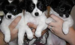 LONG-HAIRED CHIHUAHUAS Cute as the Dickens!!! Black and White, 3 girls, parents are onsite. They are Pad-trained and working on being doggy door trained. They have only one little problem where that is concerned... they are big enough to get outside but
