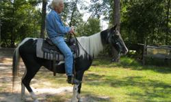 Black & White Paint , Gaited Mare.&nbsp; "Child-Proof"&nbsp;&nbsp;&nbsp; Safe for&nbsp;anyone&nbsp;to ride&nbsp;.&nbsp; Night rides,&nbsp; swims creeks, rides in real woods.&nbsp; Does not spook,&nbsp; no bad habits,&nbsp; easy to catch.&nbsp; loads &