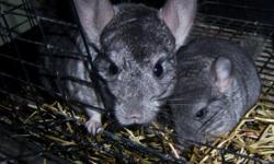We have 3 chinchilla babies that were born unexpectedly. They are all gray and so cute! They are 6 weeks old and eating on their own, and are very friendly. We would like $60 for each chinchilla baby.