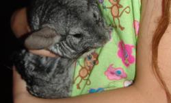 Softy, fluffy female chinchilla to a great home. Includes: Cage, ball, wheel, pumice, dust bath, food. Separately these items total over $150.00. Great deal!