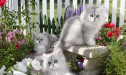 We specialize in Happy, Healthy, Playful chinchilla Persian kittens, raised as members of our home. This current litter are 10 weeks old and kittens are available after 11 weeks with their second shots and their health is guaranteed.
