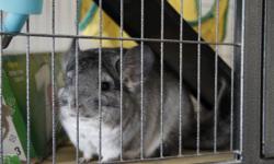 Eight month old Male Chinchilla. All necessary supplies included: Large 3 Level Cage, Large Exercise Wheel, Dust Bath, Food Dish, Water Bottle, Canopy Toy