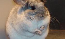 Looking for a great pet? Chinchillas are beautiful creatures, fun to watch, and their fur is oh so soft to the touch! A variety of colors are available and prices start at $100. No need to travel all the way to the big city when you can buy right here in