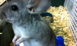 Chinchillas For Sale South Florida. These are adorable Chinchilla babies for sale! Located near Fort Lauderdale, Weston, Miami, Plantation, Pembroke Pines areas. Just in time for Christmas and we will hold until Christmas Eve! *Going very fast Reserve