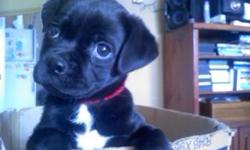 11week old male chinease pug chihuahua mix great with kids verry sweet and playful