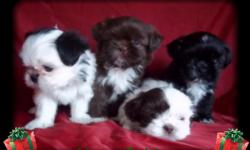 Just in time for the Holidays
Chinese Imperial Shih Tzu Puppies 6 boys and 2 girl now ready to go to there new home's they are potty Trained to go on puppy pad's they also have there first set of shots and dewormed. If your looking for a Chinese Imperial