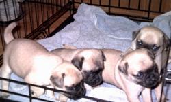 PUG PUPPYS- BORN JUNE 13, 2011. THEY ARE 9 WEEKS OLD.
I AM SELLING THESE PUPPYS NOW. 1 BOY, 1 GIRL.
HAVE BEEN WORMED. SO CUTE AND ADORABLE. I AM SELLING THESE
PUPPYS MUCH CHEAPER THAN MOST PEOPLE. I ACCEPT CASH ONLY.
ONLY 2 LEFT, BUY A PUPPY NOW. THEY