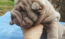 AKC SharPei Puppies..Good Wrinkles! Male and female, various colors. Housebroken and well socialized. -- (Cell text or call. --)
gwendolynjoyives@yahoo.com