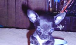 ckc chihuahua puppies raised in doors has been wormed and had first shot will be small 843-283-4859