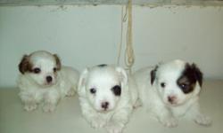 adorable chiweenie hybred pups 1 female 2 males ,,,female is the 1 on the right in picture ,,white with black markings and white with brown markings reserve yours now call,,, 13526291180 days or 13527323570 night ask for jim