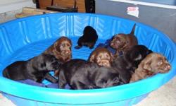 Chocolate and Black lab puppies. READY NOW. Have shots and wormers. Both parents on site. Call DJ @716-969-4828
