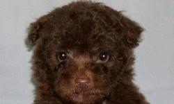 Teddy Bear face brown toy poodle male puppy. He is going to be a show stopper. I breed for a calm temperment . This is a fantastic dark brown little guy. He is already housebroken using a Potty Park. He comes with a health guarantee, vet checked,
