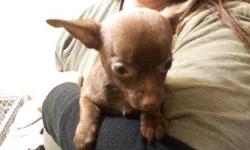 This is my 1st time having to find good homes for my girls. I have 2 10 week old female chihuahua puppies needing a home, asap. Now that we are moving, we can't take them with us because of pet deposits. The father came from Mexico and has a blue lineage,