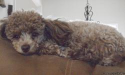 She is a 1 yr old brown toy poodle. She has been spayed and is UTD on all her shots. She is trained to use puppy pads or go outside. She has a very good temperament. She loves children. If you are interested please e-mail me mc4330@yahoo.com or call (931)