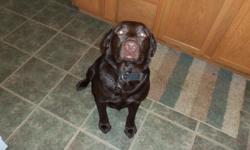 I have a 2 year old male chocolate lab. I do not have the room to keep him due to just having twins. He needs alot of room to run, he is a very big dog. He is amazing with children, and great with other dogs. He is very protective over my kids, and