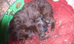Born 1-28-2011 F1B 2nd generation Labradoodle puppies.Available at 8 weeks.Chocolate females are $650,Chocolate males are $600.black females are $550.Black males are $500.We are located in Western Ky so there will be a delivery fee of $300 for each