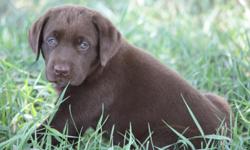 AKC Chocolate Labrador Puppies. Born June 30. Father is a hunter. Four Males available.