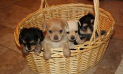 very cute males and females. 7 weeks old. mom is a tan chihuahua and dad is a blue and gold yorkie. call 770-382-8952