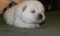 Show breeder has darling pup that was born blind in one eye but otherwise is going to be a great dog. He is a cream male, 3wks old now and will make a wonderful pet. Will be ready to go to the right home in 5wks. Will hold his AKC papers till proof of