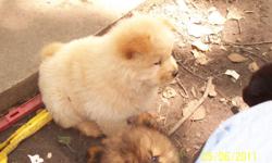 Hello give a lasting gift the whole family can enjoy. D.O.B 03/06/2011 pure breed chow chow pippies,there are boys and girls ,black,blonde,and one boy white, they are just right for training and very playful, the mother and father is onsite,please feel
