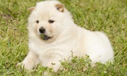 I have five pure bred Chow Chow puppies, three are females and of the five, two are cream and three are black. They are five weeks old and will be ready to sell on February 7 after they receive their vaccinations. I have included pictures of the parents,
