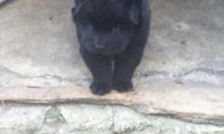 AKC chow puppies for sale. Black, red, cream, white and blue. Mom is black dad is cream.