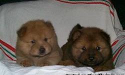 2 Chows left 1 female fawn color and 1 male brown and black, Parents on site mom-cinnamon/dad- black CKC registered there was 5 and 2 blue and 1 black all girls are already taken to their new homes so these two are waiting for their new homes is it your