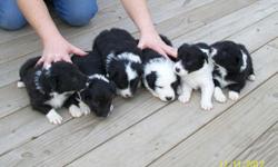 5 MALE BORDER COLLIE PUPPIES, AKC REGISTERED, BLACK AND WHITE WITH WHITE TIPS ON TAILS, WHITE COLLARS AND FEET.&nbsp; READY TO GO DECEMBER 13TH WILL BE VET CHECKED AND 1ST SHOTS.