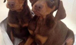 Just in time for Christmas Pure bred Doberman Pinscher puppies. 13 weeks old. 3 red & rust males and 1 red & rust female. Great temperament, Loyal, and &nbsp;socialized with children and other pets. Will be large, parents on premises. Tails docked,