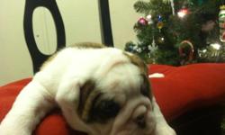 Christmas English Bulldog puppies&nbsp; Available Text us on () -