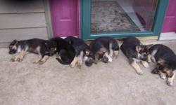 CHRISTMAS GERMAN SHEPHERD PUPPIES READY 12-21-12
FARM RAISED, VERY FRIENDLY, HUMAN BONDED, GREAT BLOOD LINES.
RESERVE YOURS TODAY --
A LASTING GIFT IDEA, JUST IN TIME FOR CHRISTMAS
AKC, 100% SATISFACTION