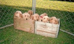 Beautiful Registered Golden Retriever pups. 8 weeks old and ready for new homes. Pups are Vet checked and have been wormed and had their first shots. Puppies come with collar, leash, chew toy and papers from the American Canine Association. 6 males and 4