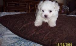 CHRISTMAS PUPPIES - SMALL Maltese Purebred A.K.C. Hypoallergenic, Odorless, Non Shedding, Perfect House Pet. Small Lapdogs, Health Guarantee. Visit- www.toosweetkennels.com. 828-586-1842.