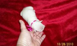 I have 3 beautiful babies left. Mom is an AKC Platinum Silver and dad is an AKC Liver.
These babies will be ready to go to their new homes by no later than December 23rd, 2010. They will be 9 1/2 weeks old at that point.
Female, white chocolate color, we