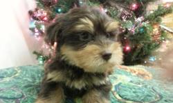 CHRISTMAS PUPPIES*JUST ARRIVED**ROTTWIELER*CHIHUAHUA* POMERANIAN*ENGLISH BULL DOG MIX*SHORKIE*CHOCOLATE YORKIE*AND MORE.CHRISTMAS *LAY*A*WAY**CALL --.FEEDERS REPTILES AND SMALL ANIMALS