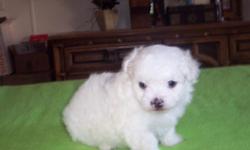 Quality Maltese Puppies Available now and for Christmas. Will weigh around 5 pounds when Adults. Hypoallergenic, Odorless, Non Shedding, Perfect House Pet. Small Lapdogs, Health Guarantee. Up To Date on All Shots and Worming. A.K.C. Registered. Raised In