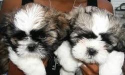 Hello I have two boys left 8 weeks old and 2-3 lbs, shots, d wormed pad trained.
Very cute pure breed.
Ready for Christmas