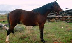 Price reduced $1000. on this big beautiful bay gelding foxtrotter. He is 15.3 hands solid muscle, very powerful, nice gait.
He has easy to catch, tie, saddle and ride. He has been ridden English, Western and bare back.
He has over 30 rides on him and is 5