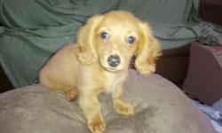 Christmas Special, if purchase by Christmas Eve, reduced price of $450.00. &nbsp;Beautiful little female Dachshund puppy. &nbsp;This little sweetheart will win your heart the moment you set eyes on her. &nbsp;She is a very loving, playful and cheerful