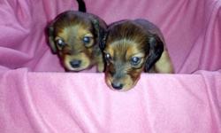 Christmas Special, this price good through Christmas Eve only! &nbsp;For sale are 6 beautiful Miniature Dachshund puppies, all long hair. &nbsp;There are 4 girls and 2 boys. &nbsp;Two girls are Chocolate and Tan with some black shading (the first two