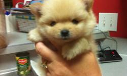 CKC Toy pomeranian puppy looking for his forever home. Bentley has the small Teddy Bear Face with the short nose and triple coat. Will weight under 5 pounds when full grown. He will come with papers and 8 week shots. He is ready for his forever home when